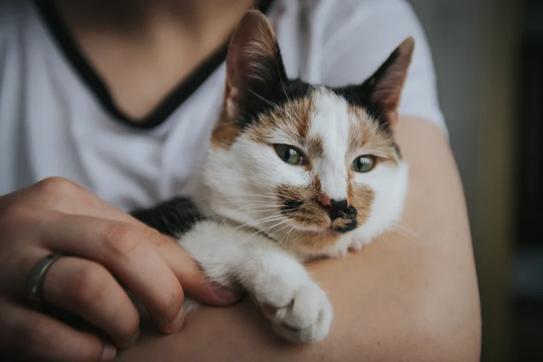 Adopcja kota – jak się do niej przygotować? Przewodnik odpowiedzialnego opiekuna